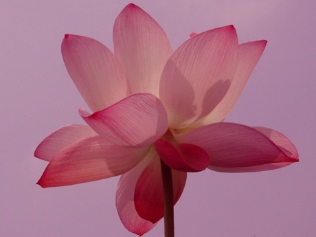 download.php?grpid=sqgz&fldid=80VJ&datai