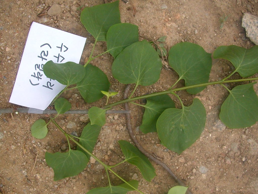 하나조경 이미지
