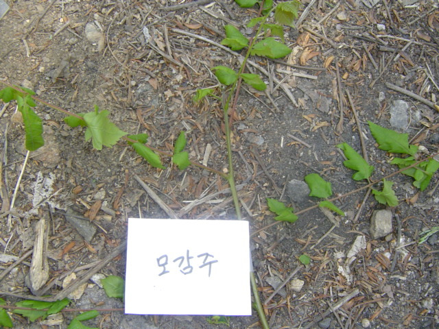 하나조경 이미지